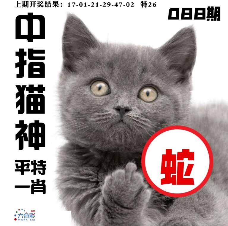 088期中指猫神[图]